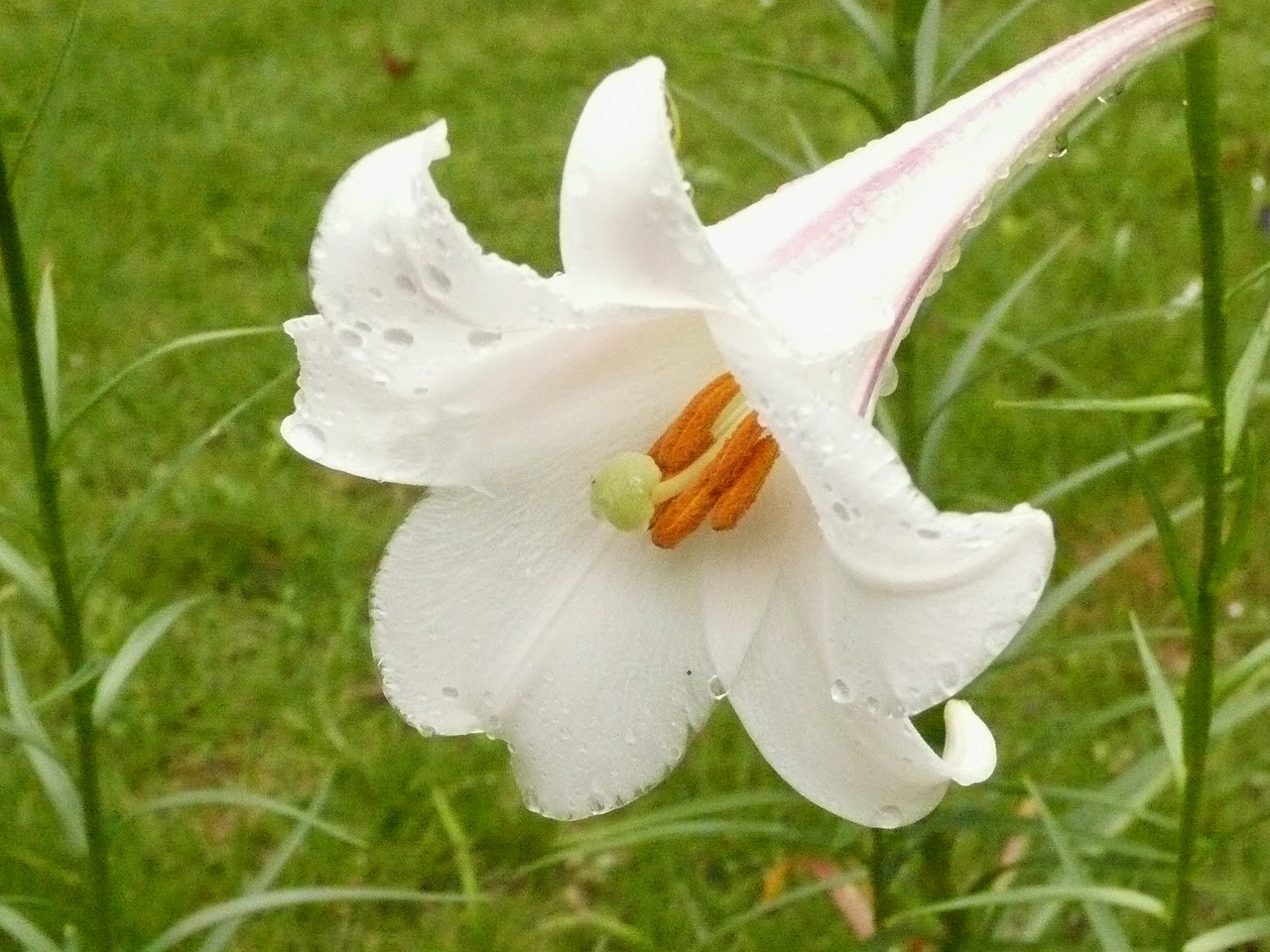 正規逆輸入品】 本鼈甲 ブローチ 百合 ユリ 白甲 高級品 べっ甲 花